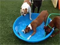 daycare pic 94 - pool time